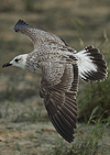 1cy fuscus in August, ringed in Finland. (81365 bytes)